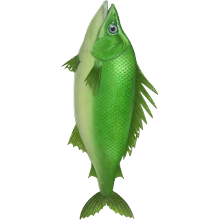 Groene vis – Ice Fish