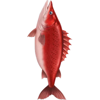 Rode vis – Ice Fish